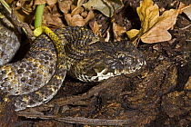Northern death adder (Acanthophis praelongus) captive, from Northern Australia and New Guinea