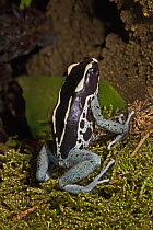 Dyeing poison dart / arrow frog (Dendrobates tinctorius) captive, from The Guianas