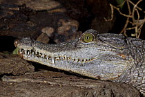 Philippine crocodile (Crocodylus mindorensis) captive, from Philippines, Critically Endangered