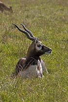 Male Blackbuck (Antilope cervicapra) captive, from India