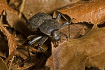 Giant fregate beetle (Polsosipus herculeanus) captive, from Fregate Island (Seychelles) Critically Endangered
