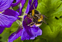 Buff-tailed Bumblebee (Bombus terrestris) feeding on geranium flower, London, UK, July