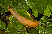 European Red slug (Arion rufus) London, UK September