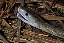Black mamba (Dendroaspis polylepis) captive, from Southern Africa