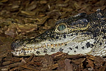 Cuban crocodile (Crocodylus rhombifer) captive, from Cuba (Zapata and Lanier swamps) Endangered