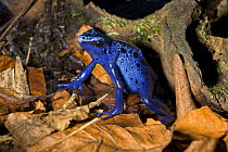 Blue poison dart frog (Dendrobates azureus) captive, from Suriname