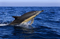 Common dolphin {Delphinus delphis} porpoising, Azores, Atlantic