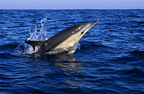 Common dolphin {Delphinus delphis} surfacing / porpoising, Azores, Atlantic