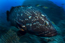 Dusky grouper {Epinephelus marginatus} Reserva do Garajau, Madeira, Portugal