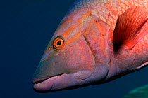 Barred hogfish (Bodianus scrofa), male, head portrait, Madeira, Portugal, Atlantic Ocean.