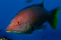Barred hogfish (Bodianus scrofa) female, Madeira, Portugal, Atlantic Ocean.