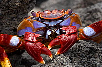 Lightfoot crab {Grapsus adscensionis} on rock, Madeira, Portugal