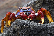 Lightfoot crab {Grapsus adscensionis} on rock, Madeira, Portugal