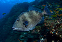 Grey triggerfish {Balistes carolinensis} Graciosa Island, Azores, Atlantic
