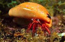Hermit crab {Dardanus calidus} inside Cowrie shell, Azores