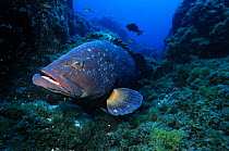 Dusky grouper {Epinephelus marginatus} resting on seabed, Corvo Island, Azores, Atlantic