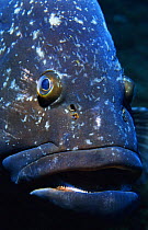 Dusky grouper {Epinephelus marginatus} head portrait, Corvo Island, Azores, Atlantic