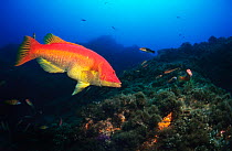 Barred hogfish (Bodianus scrofa) female, Azores, Atlantic Ocean.