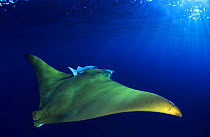 Devil ray {Mobula tarapacana} with remora, Azores, Atlantic