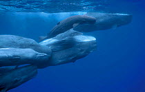 Group of Sperm whale {Physeter macrocephalus} socialising, adults and newborn calf, Azores, Atlantic