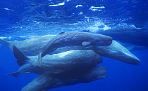 Group of Sperm whales {Physeter macrocephalus} socialising, adults and newborn calf, Azores, Atlantic