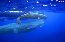 Group of Sperm whales {Physeter macrocephalus} socialising, adults and newborn calf, Azores, Atlantic
