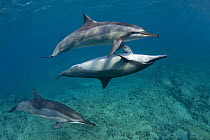 Hawaiian / Pantropical / Long snouted / Gray's spinner dolphins (Stenella longirostris longirostris) pair courtship / socializing, Kaupulehu, Kona Coast, Big Island, Hawaii (Central Pacific Ocean)