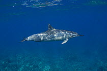 Hawaiian / Pantropical / Long snouted / Gray's spinner dolphins (Stenella longirostris longirostris) Kaupulehu, Kona Coast, Big Island, Hawaii (Central Pacific Ocean)