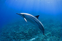 Hawaiian / Pantropical / Long snouted / Gray's spinner dolphins (Stenella longirostris longirostris) Kaupulehu, Kona Coast, Big Island, Hawaii (Central Pacific Ocean)