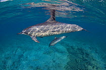 Hawaiian / Pantropical / Long snouted / Gray's spinner dolphin (Stenella longirostris longirostris)  mother with calf, Kona Coast, Big Island, Hawaii (Central Pacific Ocean)