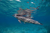 Hawaiian / Pantropical / Long snouted / Gray's spinner dolphin (Stenella longirostris longirostris) Kona Coast, Big Island, Hawaii (Central Pacific Ocean)