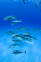 Hawaiian / Pantropical / Long snouted / Gray's spinner dolphins (Stenella longirostris longirostris) Kona Coast, Big Island, Hawaii (Central Pacific Ocean)