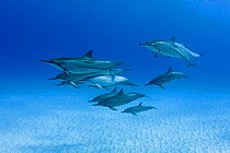 Hawaiian / Pantropical / Long snouted / Gray's spinner dolphins (Stenella longirostris longirostris) Kona Coast, Big Island, Hawaii (Central Pacific Ocean)