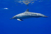Hawaiian / Pantropical / Long snouted / Gray's spinner dolphin (Stenella longirostris longirostris) Kona Coast, Big Island, Hawaii (Central Pacific Ocean)