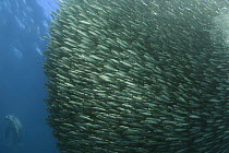 Baitball of Sardines / Pilchards (Sardinops sagax) during the annual Sardine Run off the east coast of South Africa at Mboyti, Transkei or Wild Coast (Indian Ocean) with Bottlenose dolphin (Tursiops t...
