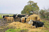 Domestic beef cattle {Bos taurus} by hay feeder, Norfolk, UK, November