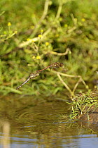 Common darter dragonflies {Sympetrum striolatim} pair in mating and egg laying activity over pond, Norfolk, UK, September,