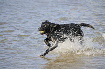Black labrador retriever running through sea water carrying ball, Norfolk, UK