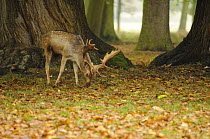 Fallow deer {Dama dama} stag feeding on Sweet chestnut windfalls {Castanea sativa} Norfolk, UK, November