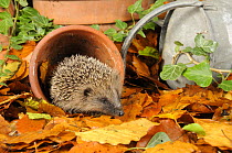 Hedgehog (Erinaceus europaeus) foraging for food in urban garden amongst flower-pots and autumn leaves, UK