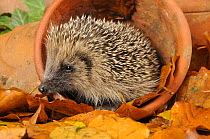 Hedgehog (Erinaceus europaeus) foraging for food in urban garden amongst flowerpots and autumn leaves, UK