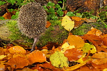 Back view of Hedgehog (Erinaceus europaeus) foraging for food in autumn woodland setting. UK