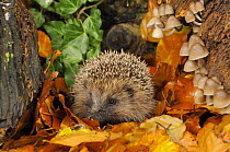 Hedgehog (Erinaceus europaeus) foraging for food in autumn woodland setting. UK