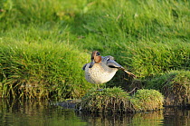 Common teal (Anas crecca) male, wing strecting on river bank, North Norfolk, UK, October
