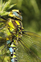 Southern hawker dragonfly {Aeshna cyanea} close up of mature male, Norfolk, UK, October