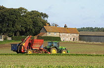Mechanised Sugarbeet harvest on coastal farmland with farm cottages in background, Burnham Overy, Norfolk, UK, October