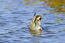 Common teal (Anas crecca) male, diving for food on coastal lagoon, North Norfolk, UK, October