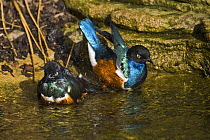 Superb Glossy Starlings (Lamprotornis superbus) bathing, East Africa, February