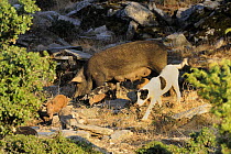 Domestic Dog (Canis familiaris) with feral pigs (Sus scrofa domestica), helping to guard and round up piglets, NE Greece.