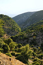 Dry river valley, Thessaly, Greece with grazed maquis vegetation.